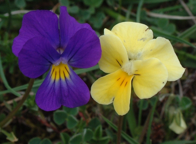 Viola cassinensis - notizie